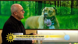Pojke ihjälbiten av hund – "Det finns hundraser som inte är ämnade för vem som… - Nyhetsmorgon (TV4)