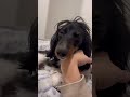 このまま寝るんか？😅 dachshund dog ミニチュアダックスフンド ダックス おすすめ 犬のいる暮らし 癒し モヒカン犬 shorts