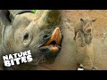 Last Chance for Elderly Black Rhino to Mate | The Secret Life of the Zoo | Nature BitesNature