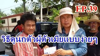 วิธีดูนกว่าตัวไหนเป็นนกตัวหรือผู้ตัวเมียแบบง่ายๆ EP.39