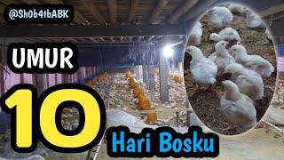 UMUR 10 HARI || SEMOGA HASILNYA MAKSIMAL BOSKU || ABK BONDOWOSO