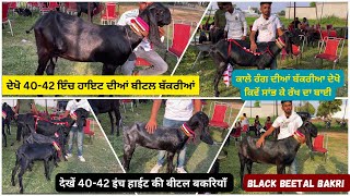 ਦੇਖੋ ਅਸਲ 40-42 inch height ਬੀਟਲ ਕਾਲੇ ਰੰਗ ਦੀਆਂ ਬੱਕਰੀਆਂ || black beetal bakri || ਮੁੰਡੇ ਦਾ ਨਾਮ ਚੱਲਦਾ