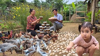 Chickens lay many eggs, harvest and process eggs soaked in soy sauce. Unbelievably delicious!