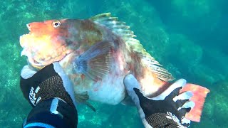 【魚突き】夏の海は最高の透明度でした。