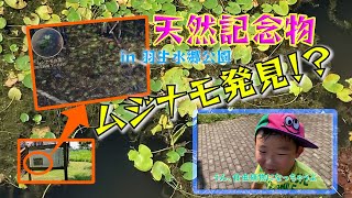 天然記念物”ムジナモ”発見!?  羽生水郷公園  Discover the natural monument \