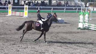 2016.12.18 第52回関東高等学校自馬競技大会 第12競技 小障害C-2飛越競技 峰岸璃乃 ケイラーデンジル号