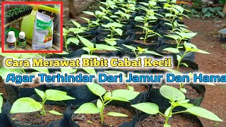 Cara Merawat Bibit Cabe Yang Masih Kecil Agar Terhindar Hama