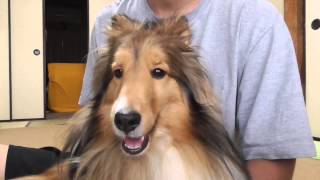 【可愛いシェルティ】愛犬に薬をあげるのは難しい？Cute Sheltie: It is difficult to raise the medicine to the dog?