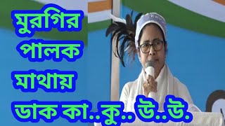 মেঘালয় মুরগির পালক মাথায় দিদির ডাক কা..কু.. উ..উ.. | মেঘালয়ে হঠাৎই খোচা খেলেন মমতা