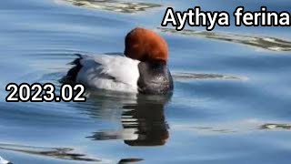 Common pochard (Pochard, Aythya ferina) - Ducks (Waterfowl, Water birds)