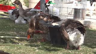 13.08.2017.Video 5.Toulouse geese in Forest Well Olympus farm.