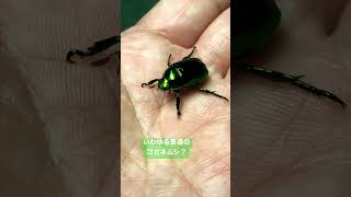 #266【閲覧注意】蜘蛛の子を散らす \u0026 コガネムシ【GW中の生き物探し】