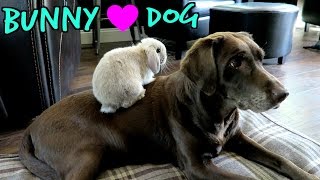 Marshmallow My Cute Holland Lop Bunny Playing With My Dog + Bunny Playing In Snow