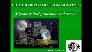 Bird Collisions: Hazardous Features and Easy Solutions 240409