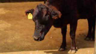 【異常行動】鉄の棒を舐め続ける牛〔宇都宮動物園〕