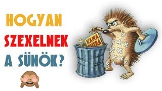 Hogyan párzanak a sünök? l Tüskeböki