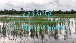 ភ្លៀងធ្លាក់ដើមឆ្នាំ