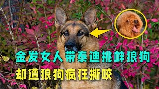 金发女人带泰迪挑衅狼狗，却遭狼狗疯狂撕咬，甚至被扯断生殖器！