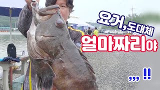 돝돔! 다금바리! 뭐여? 유터에 얼마짜리 물고기가 있는거야! ?