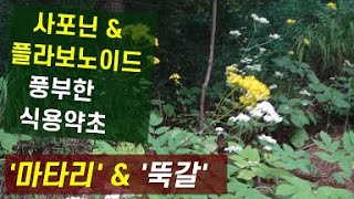 뚝갈과 마타리: 구별법, 효과, 재배