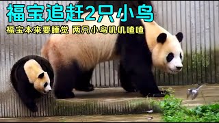 8.10日 福宝追赶院子里的小鸟，小时候福宝被咕咕宝吓到爬上树#panda #fubao #푸바오