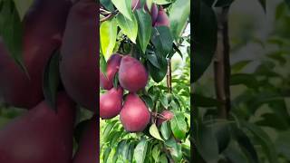 Starkrimson Pears Plant - red pair #farming #shorts #fruit