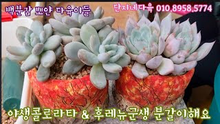 요즘 후레뉴가 너무 좋아요 ~후레뉴군생 \u0026 야생콜로라타 분갈이해요 ~~💕단지네다육 010.8958.5774