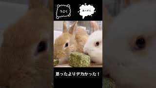 【食べれるおもちゃ】うさぎさんの暇つぶしにいいものみっけ。アルファルファのキューブ