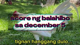 mahusay na kulay sa dec.5 #rooster #chicken #ayam