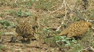 Chestnut bellied sandgrouse #shorts