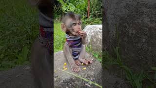 monkeys mukbang #babymonpai