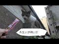 野良猫にちゅーるをあげたら予想外に近すぎて手まで届きそうで怖かった（笑）