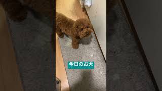 #puppy #dog #犬 #子犬 #ペット #トイプードル #動物