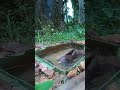 a rarest wild bird s bathing caught on hidden camera .