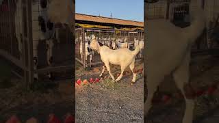 Best quality sojat goats available #2025 #modasa #goatfarm #animals