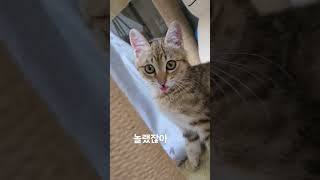 귀여운 미호의 미혹 메롱 냥이 #cat #개냥이 #cute #고양이