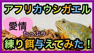 アフリカウシガエル女子に練り餌あげてみた！