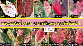 บอนสีมาใหม่9 ชนิด ปี 2565 ต้นแม่+เบบี้ บอนสีตัวเทพหายาก ราคาหลักแสน 100,000บาท