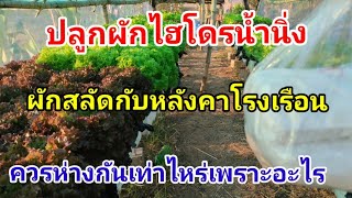 หลังคาโรงเรือน ปลูกผักสลัด Hydroponics / #บ้านสวนกิตติธรา