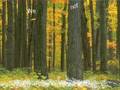 Falling Leaves - Michael Forrest