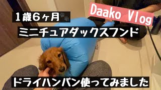 【ドライハンバン】ミニチュアダックスフンドのドライハンバンやってみた【愛犬】Daako Vlog#29