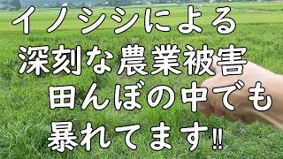 20200728　イノシシによる農業被害深刻です‼　田んぼの中に入り始めました。