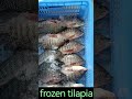 Frozen tilapia processing.All size available, good quality!