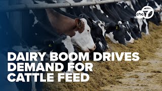 Texas dairy boom drives demand for local wheat and triticale as cattle feed options expand