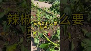 辣椒为什么要剪秃❓️ #种植 #gardening #辣椒 #chilies