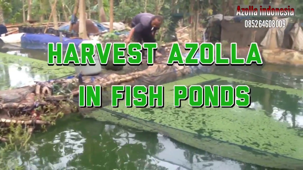 How To Harvest Azolla In Fish Pond - YouTube