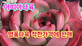 #아띠아다육 #명품다육#파격세일 착한가격에 판매 #다육이 #다육판매 #多肉植物 #succulents #명품다육