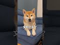 今日はココの気分🐶🎵 柴犬 チワワ shorts