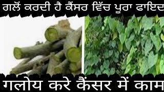 neem galoy  | नीम वाली गालियां के सायदे| ਨਿੰਮ ਵਾਲੀ ਗਲੋ ਦੇ ਫੈਦੇ ਸੁਣੋ|