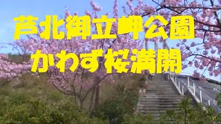 【３月初めに咲くカワズさくら】【芦北町・御立岬公園】20140302・御立岬公園シンボル広場から御立岬温泉センターへBGM